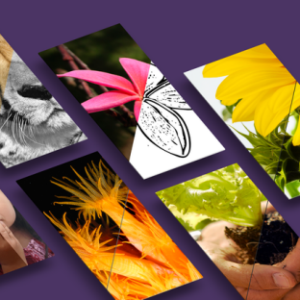 Adobe Photoshop Actions